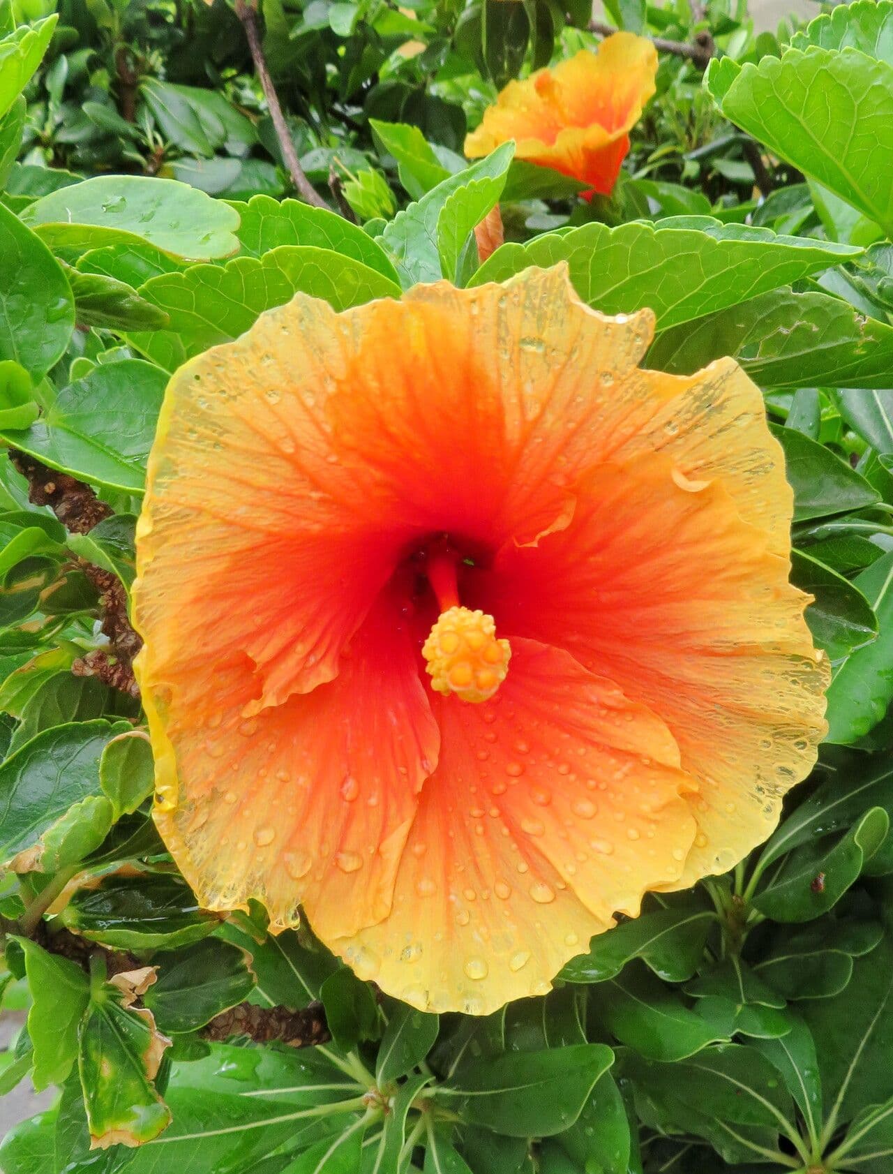 Hibiscus moscheutos