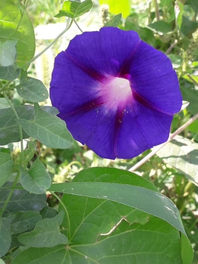 Ipomoea purpurea