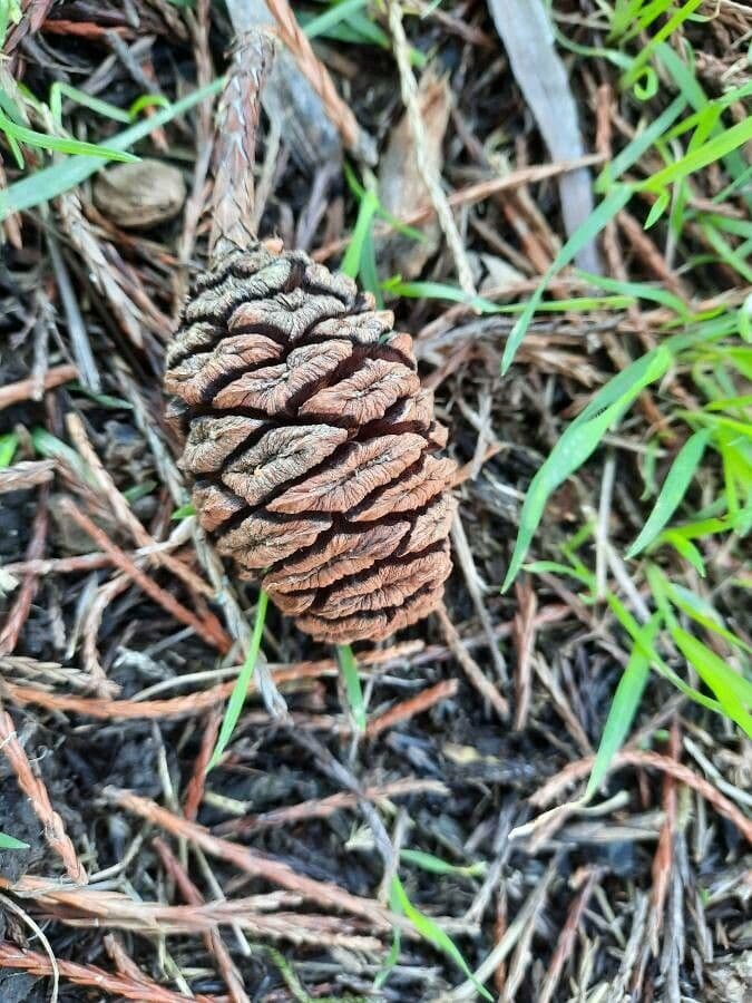 Sequoiadendron giganteum