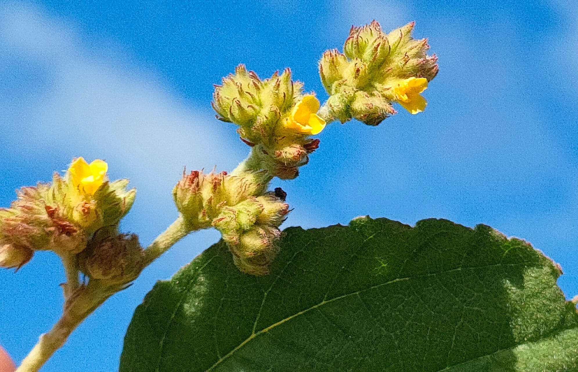 Waltheria indica