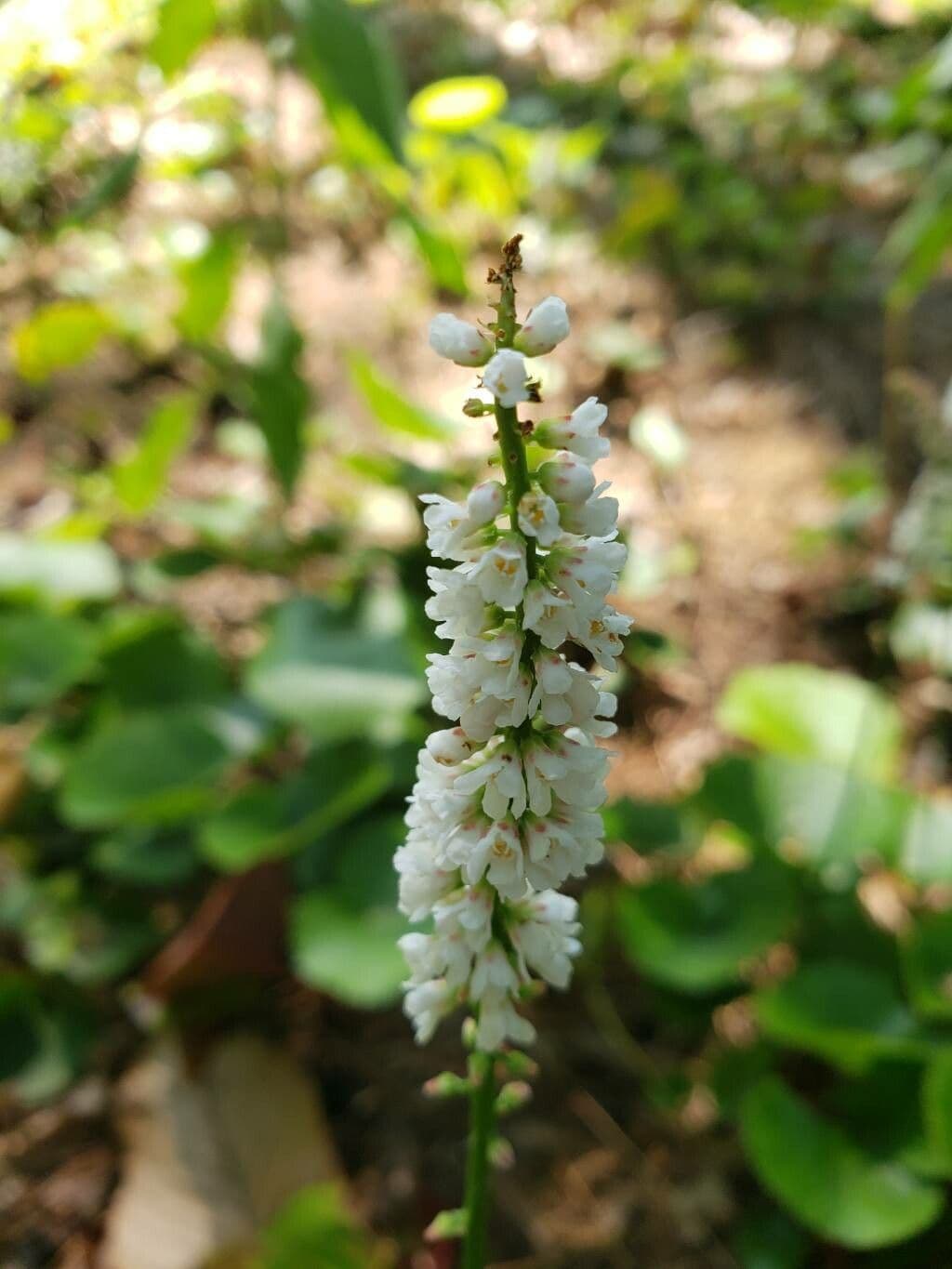 Galax urceolata