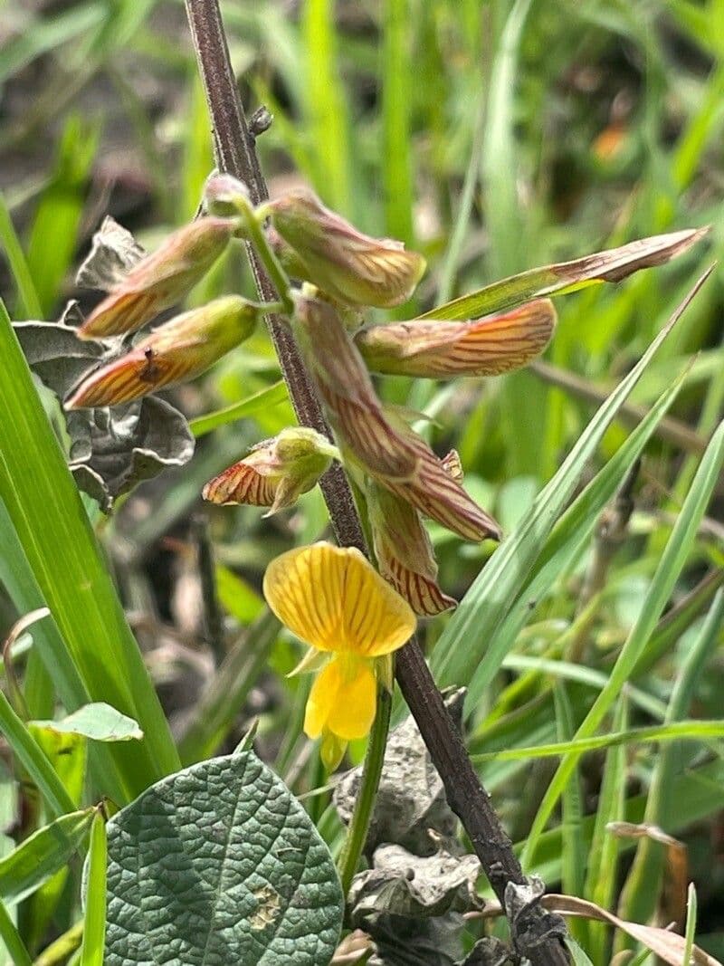 Rhynchosia minima