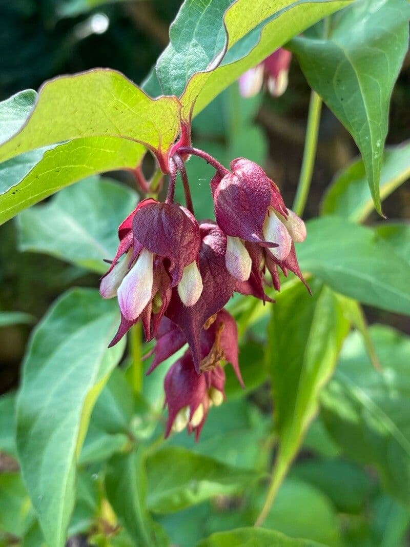 Leycesteria formosa