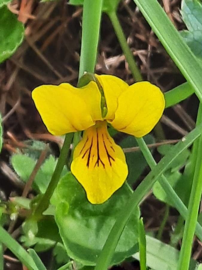 Viola biflora