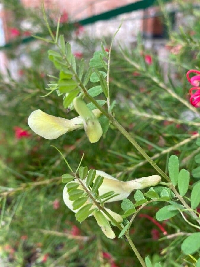 Vicia hybrida