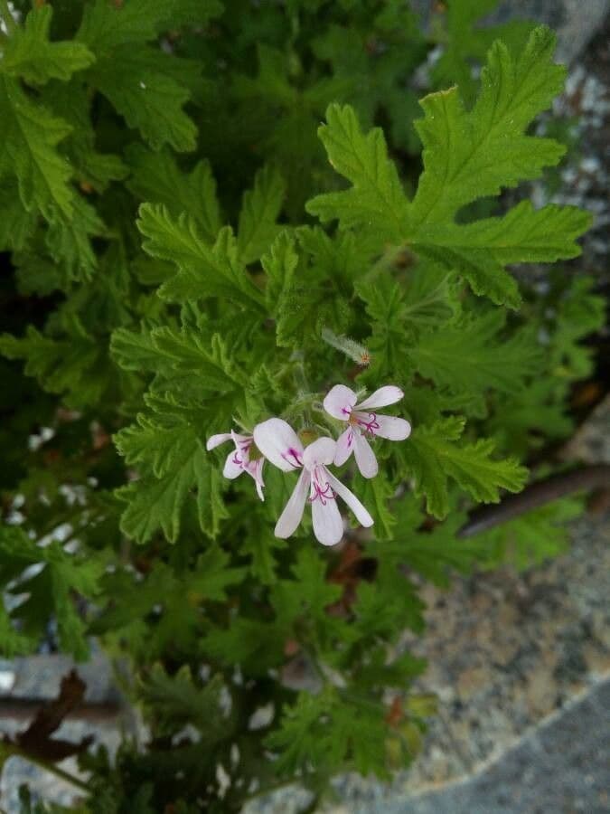 Pelargonium graveolens