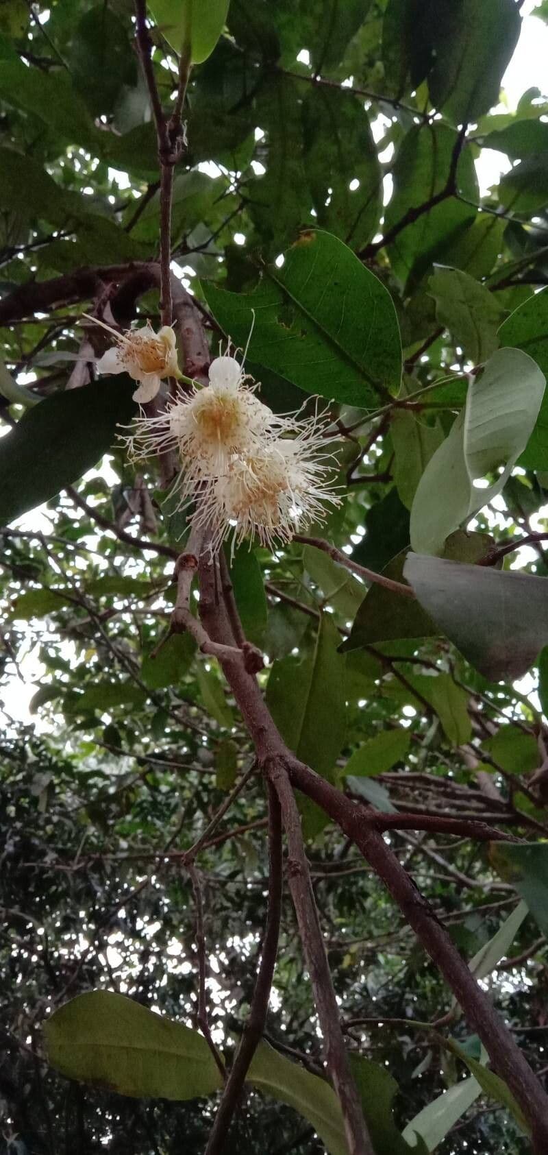 Syzygium samarangense