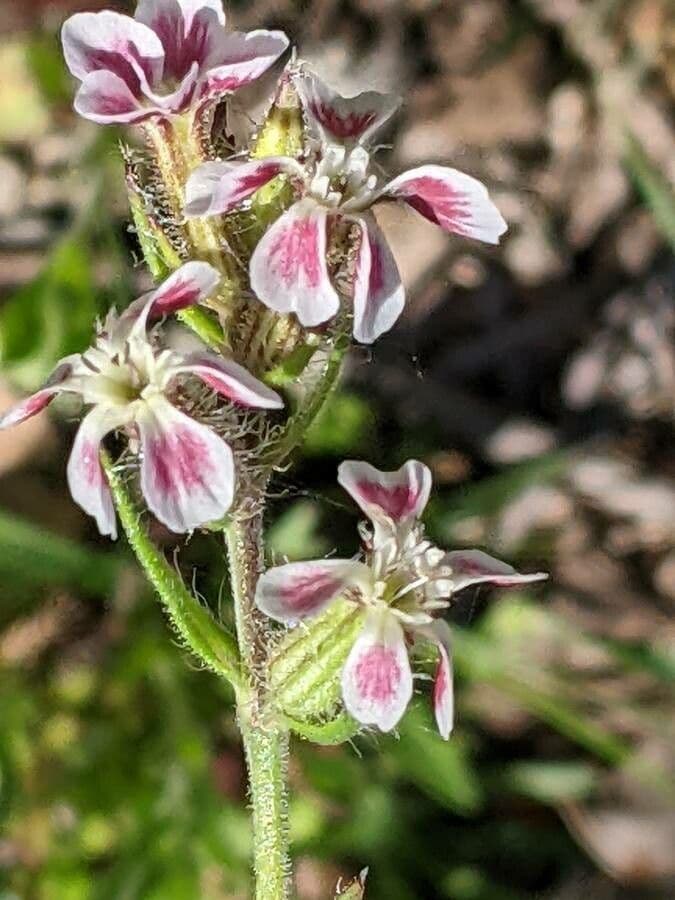 Silene gallica