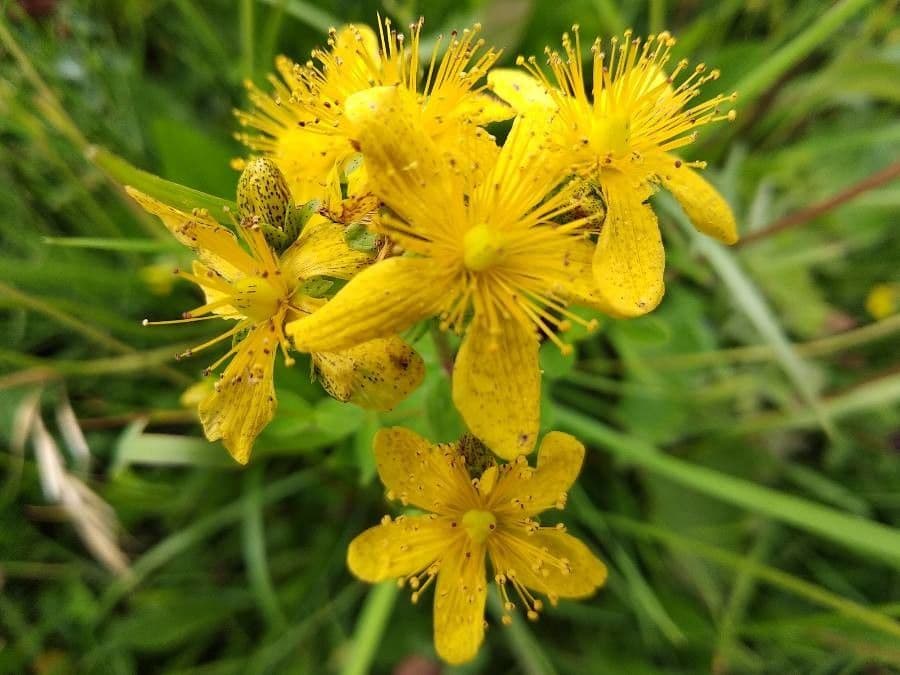 Hypericum montanum