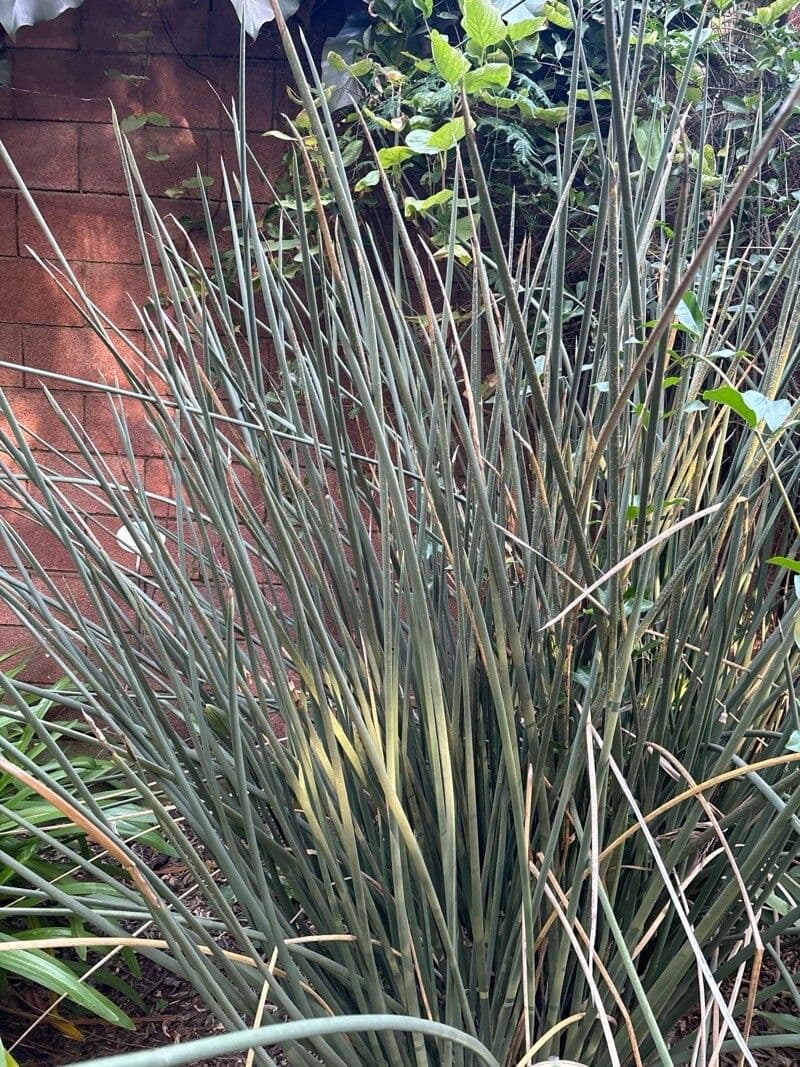 Strelitzia juncea