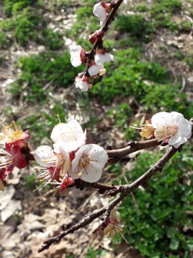 Prunus armeniaca