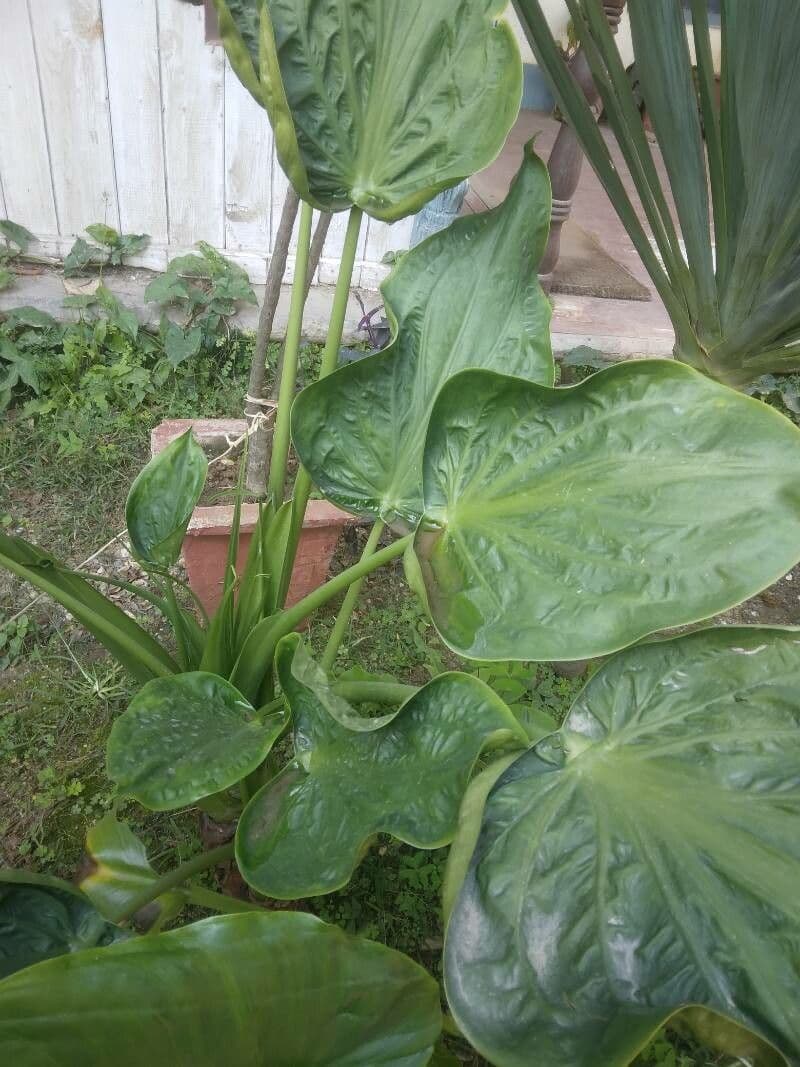 Alocasia cucullata