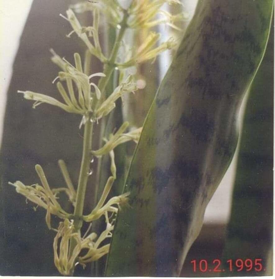 Dracaena zeylanica