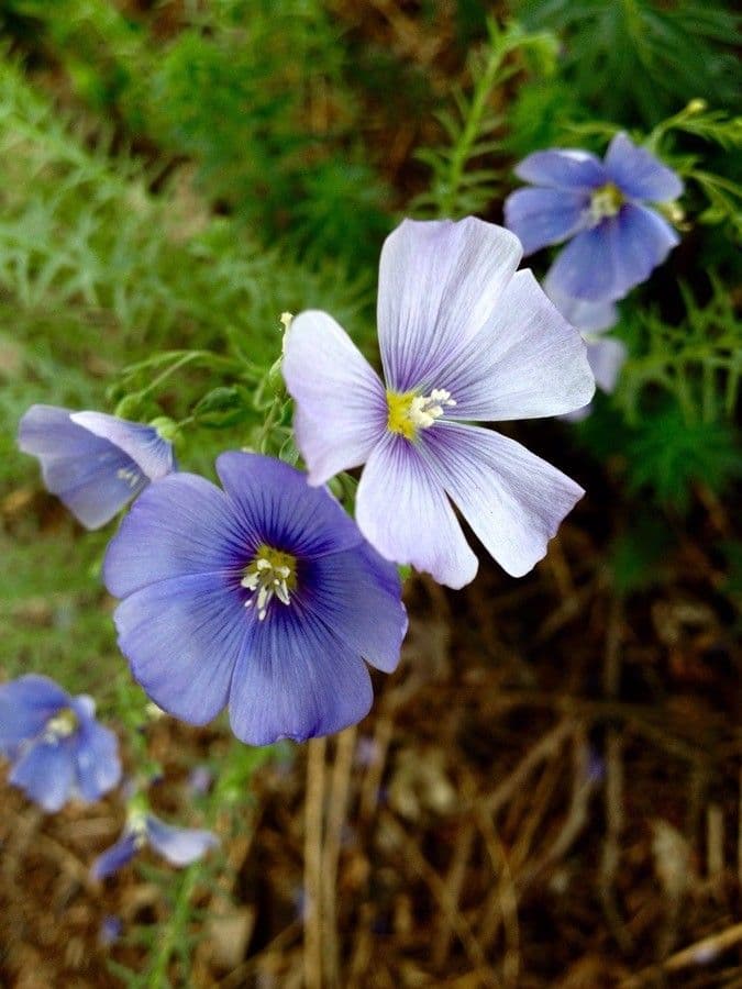 Linum alpinum