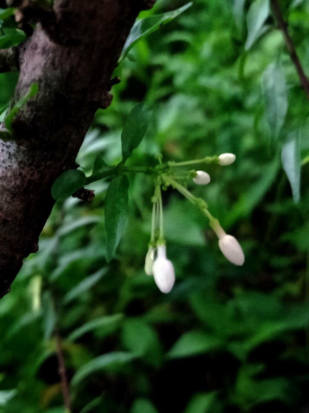 Wrightia religiosa