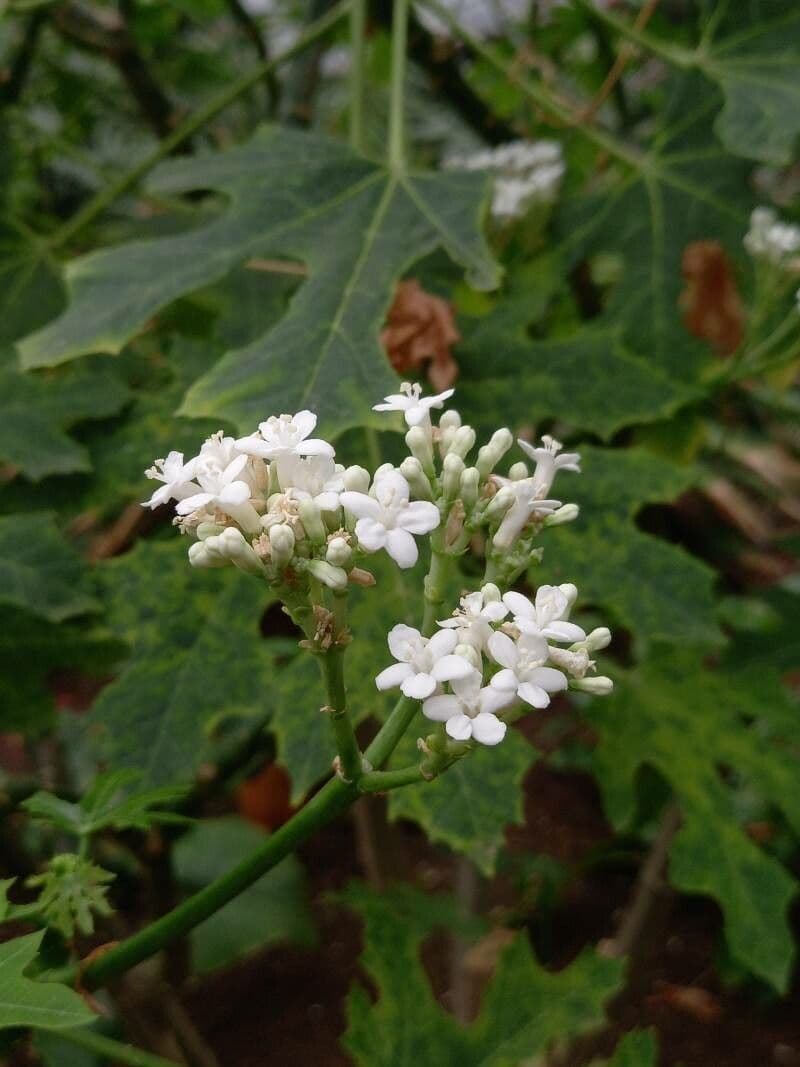 Cnidoscolus aconitifolius