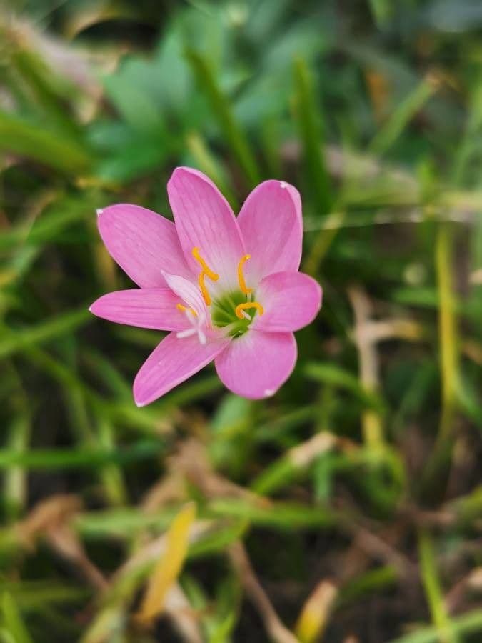 Zephyranthes rosea