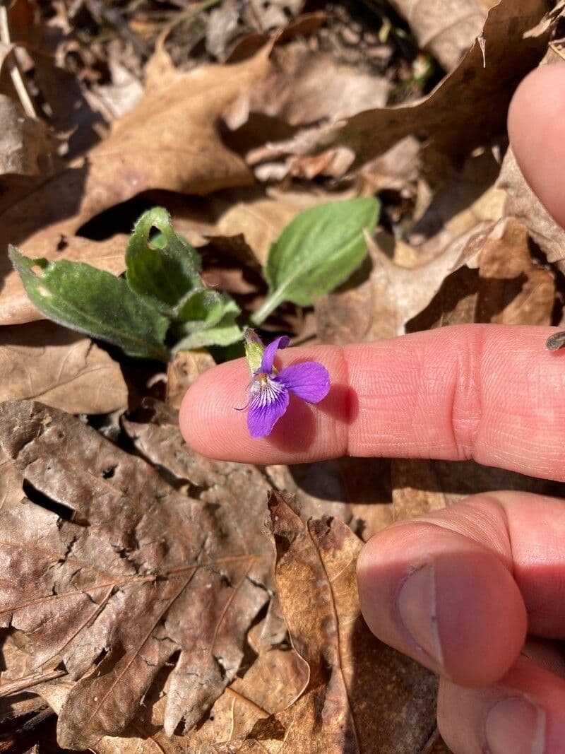 Viola sagittata