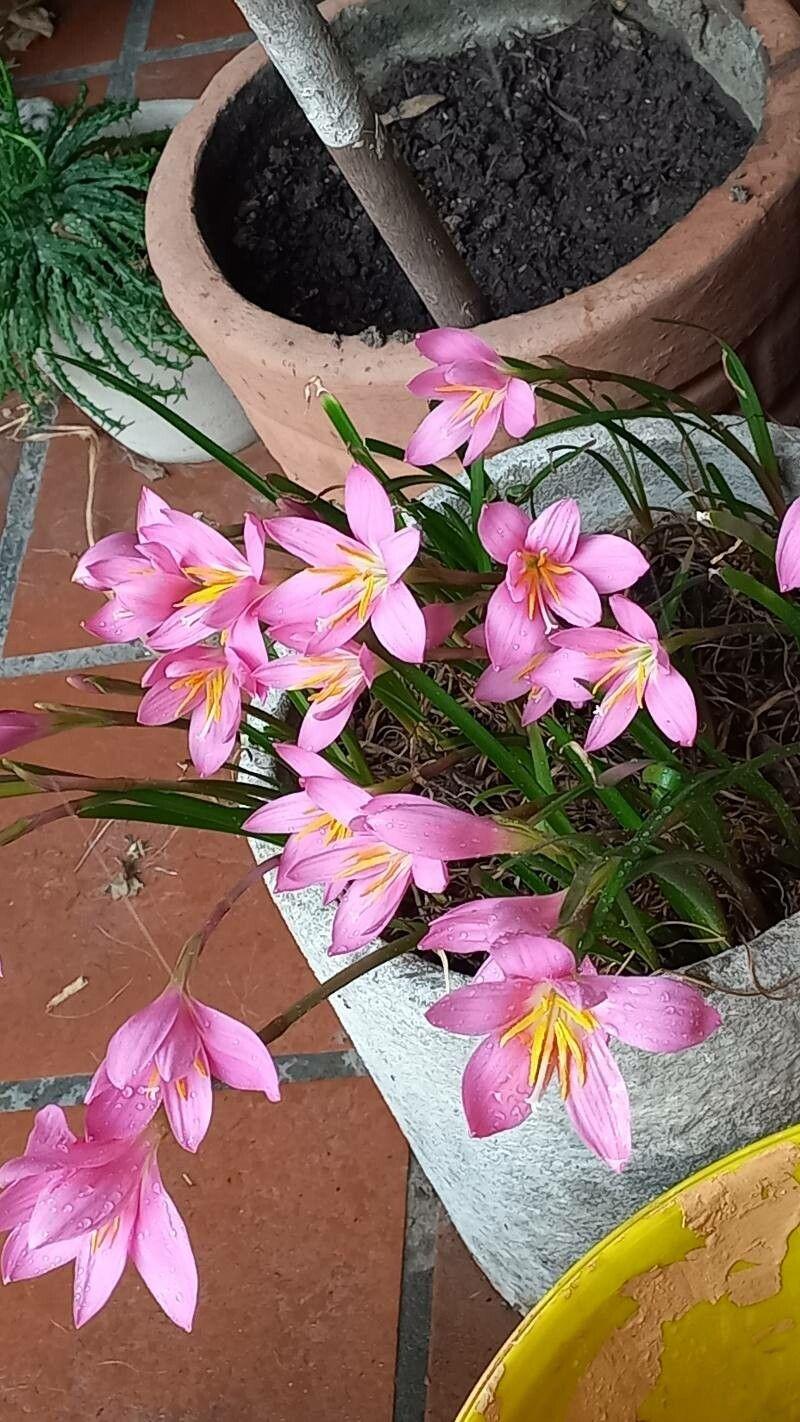 Zephyranthes carinata