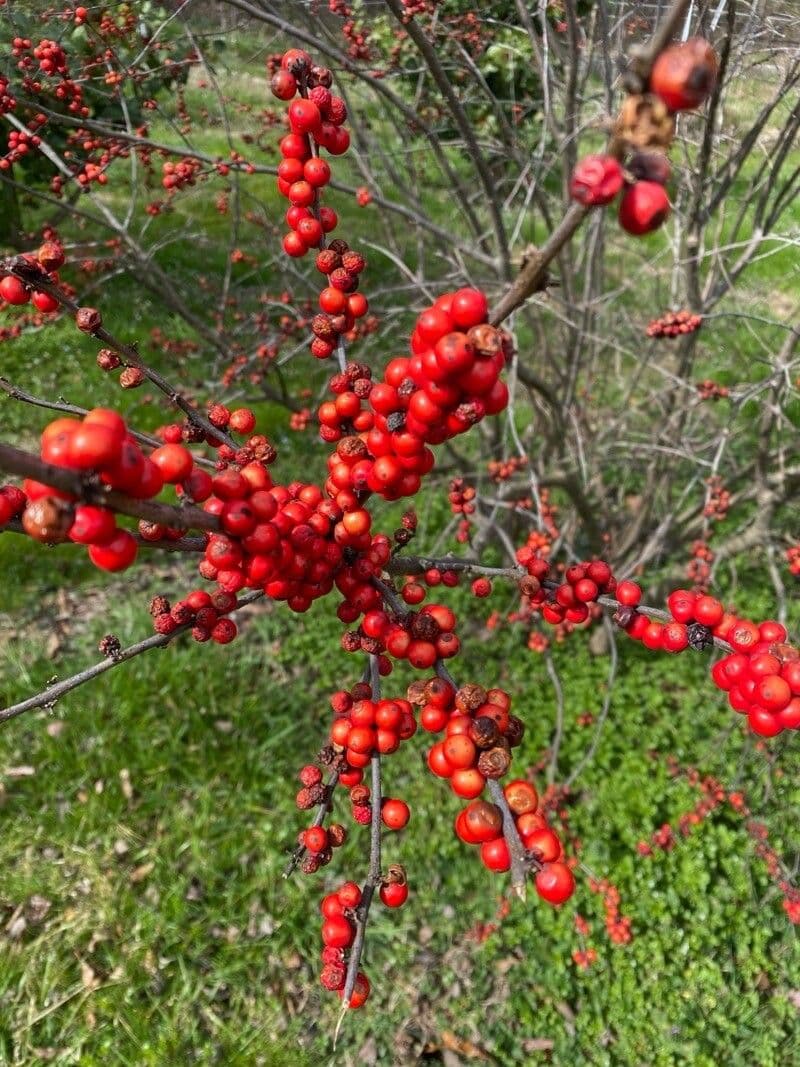 Ilex verticillata