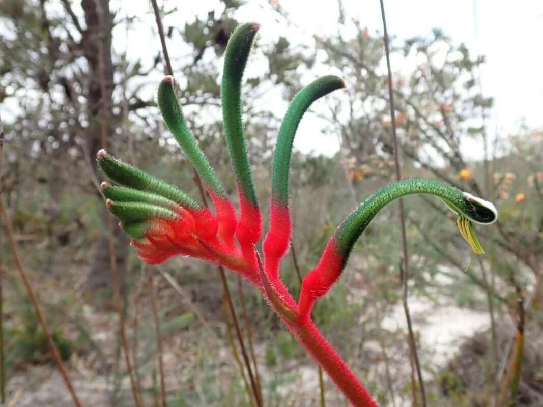 Anigozanthos manglesii