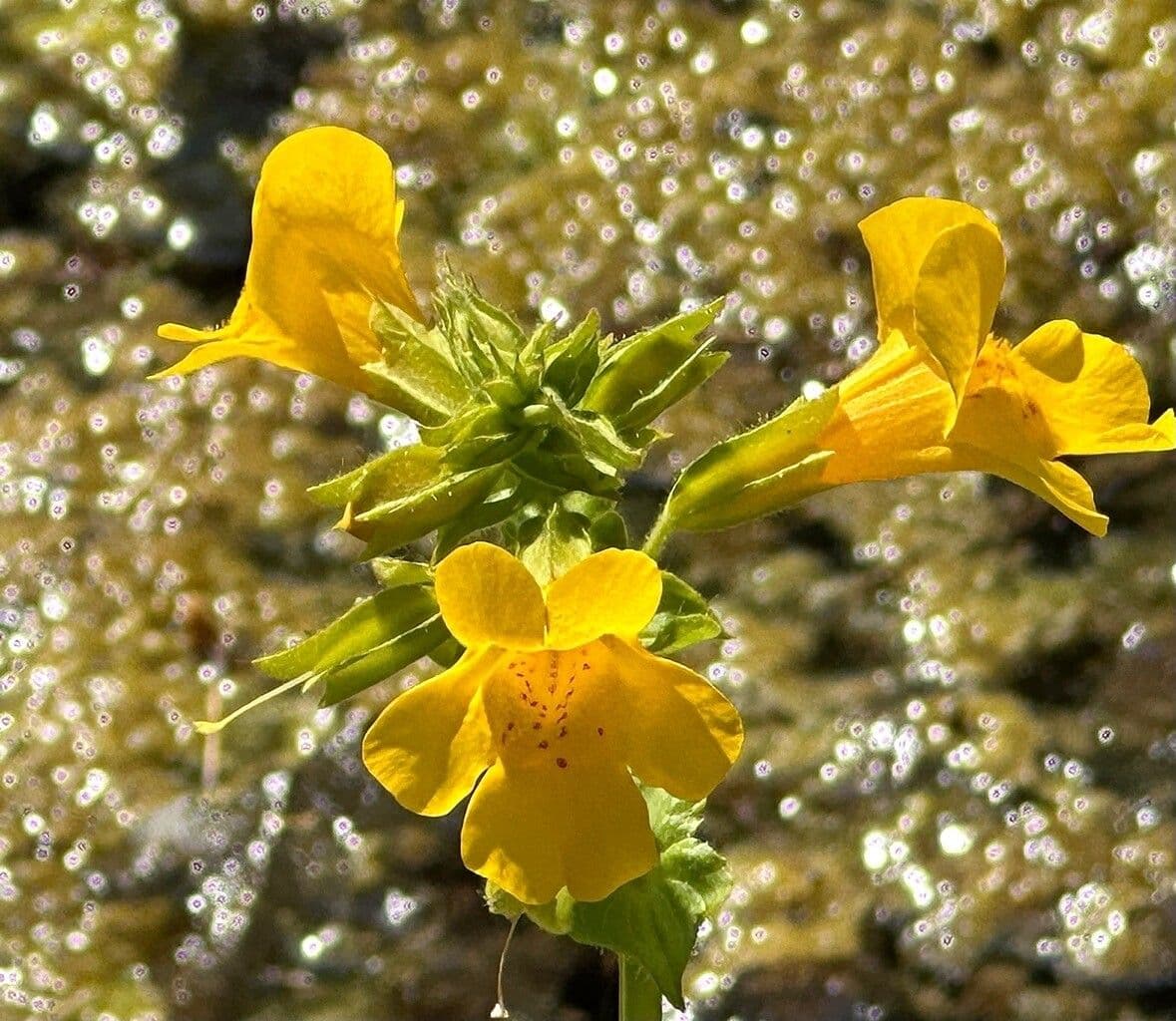 Erythranthe guttata