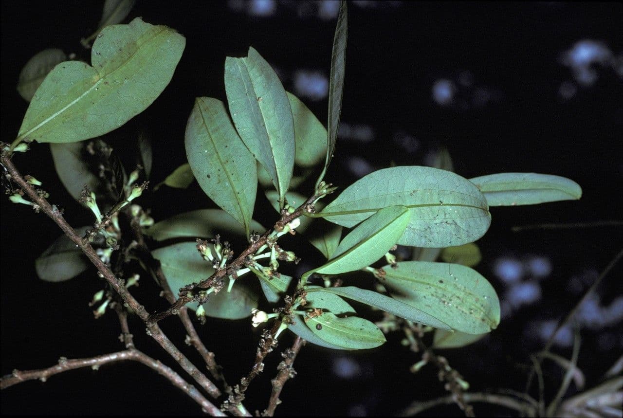 Erythroxylum coca