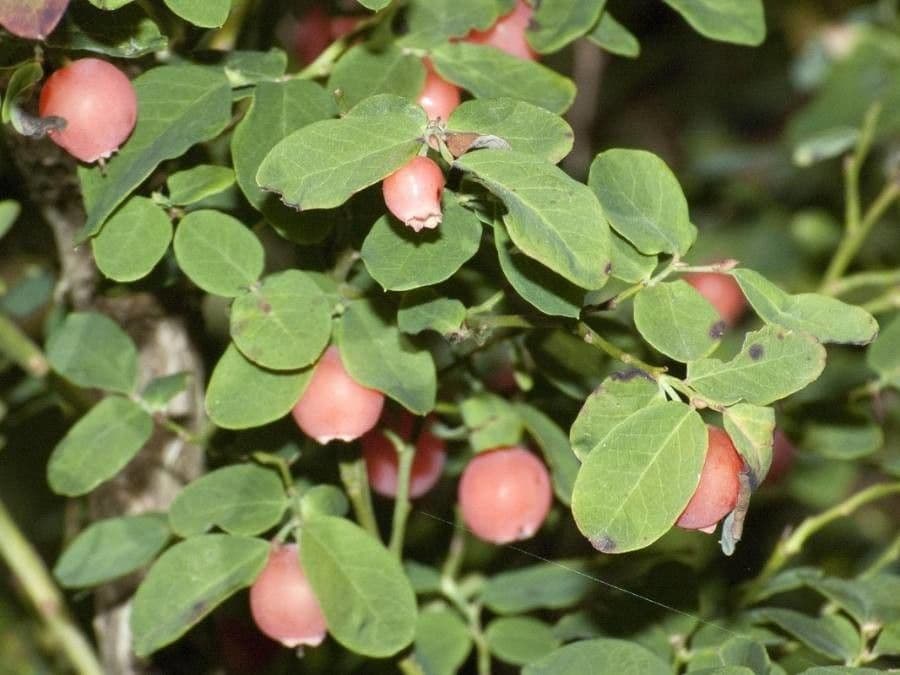 Vaccinium parvifolium