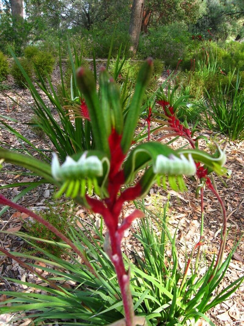 Anigozanthos manglesii