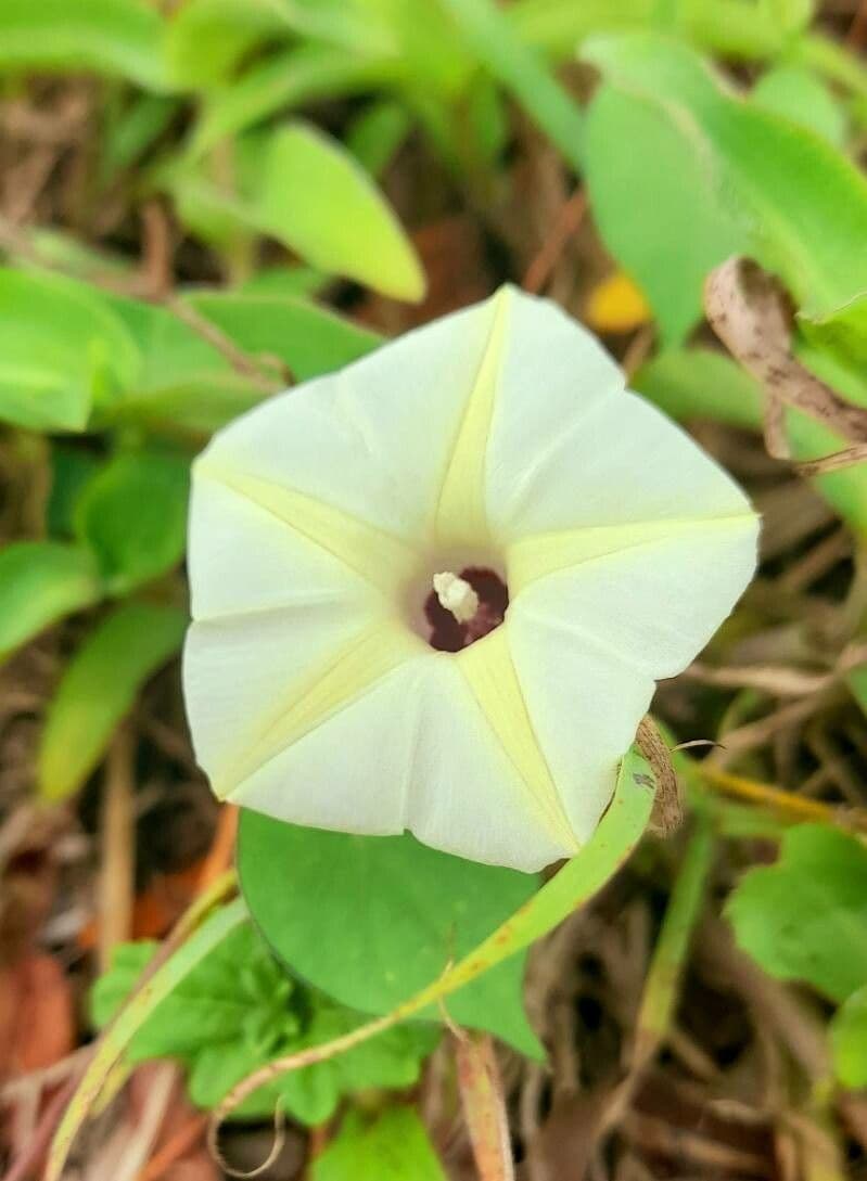 Ipomoea obscura
