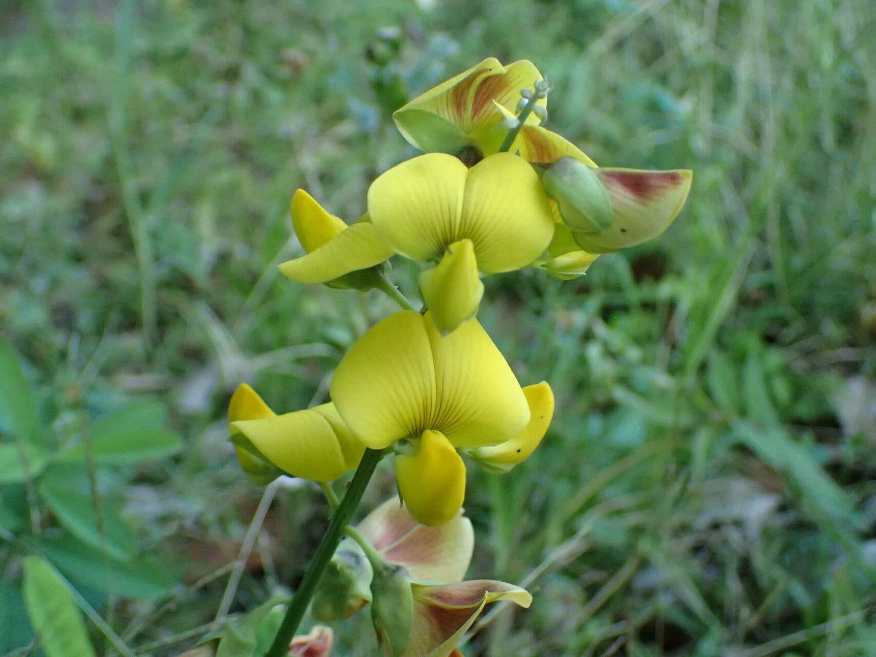 Crotalaria retusa