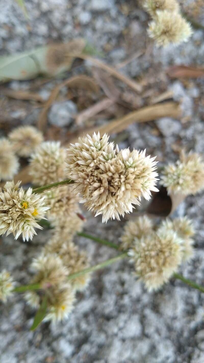 Alternanthera sessilis