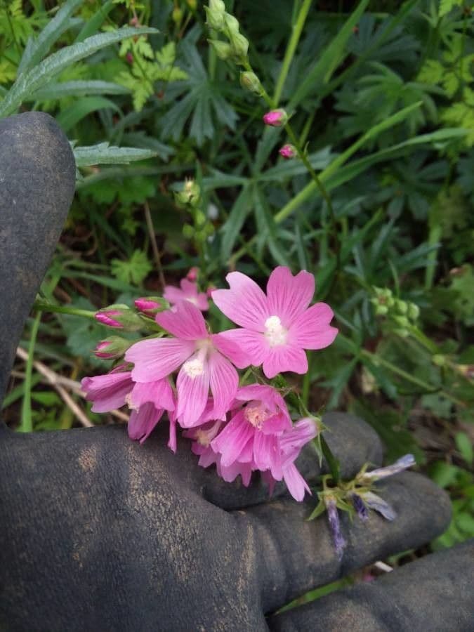 Sidalcea malviflora