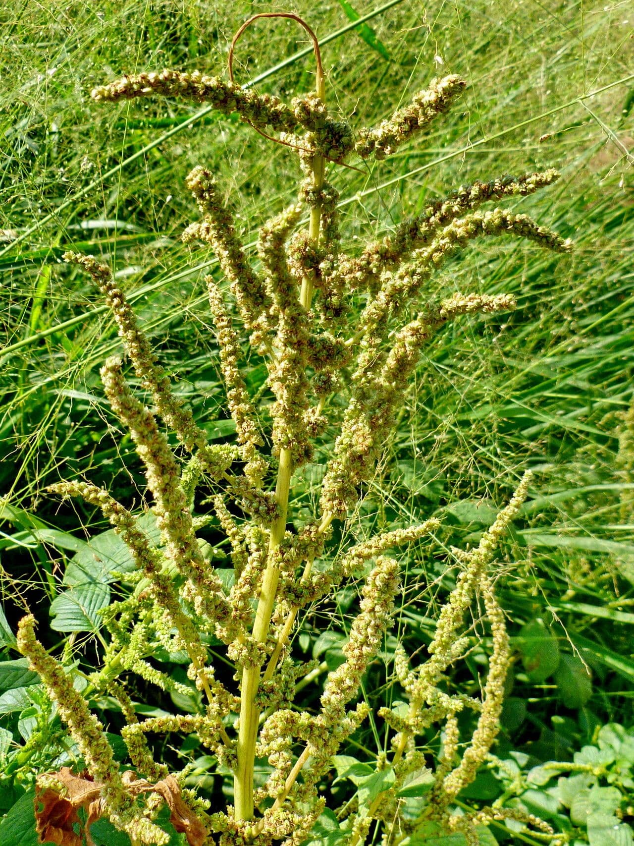 Amaranthus viridis