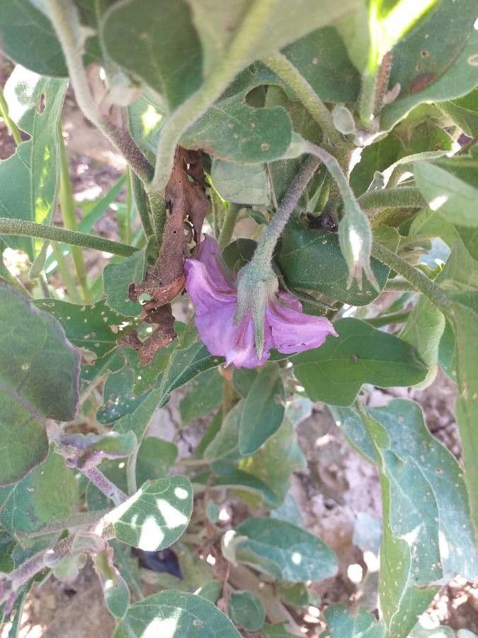 Solanum melongena