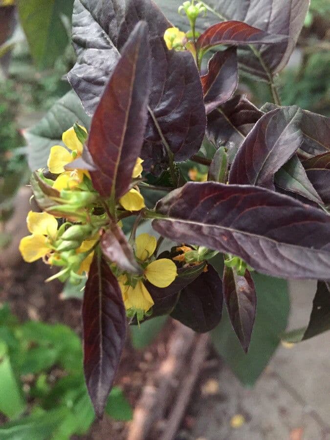 Lysimachia ciliata