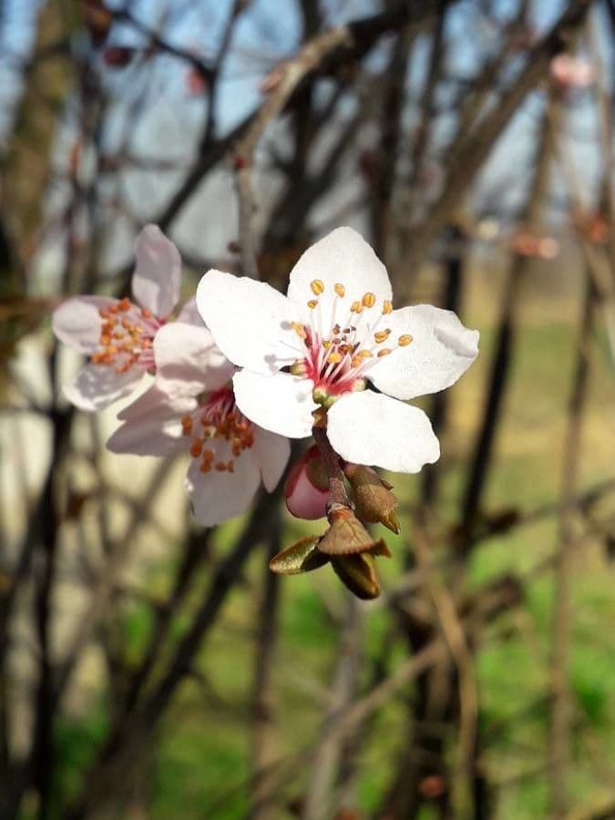 Prunus cerasifera