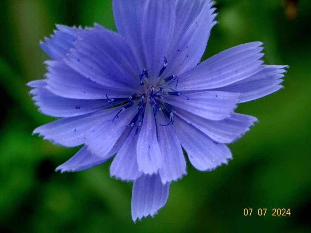 Cichorium endivia