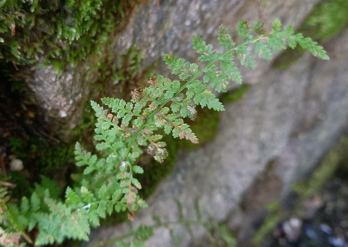 Cystopteris fragilis