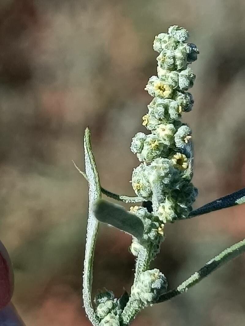 Chenopodium vulvaria