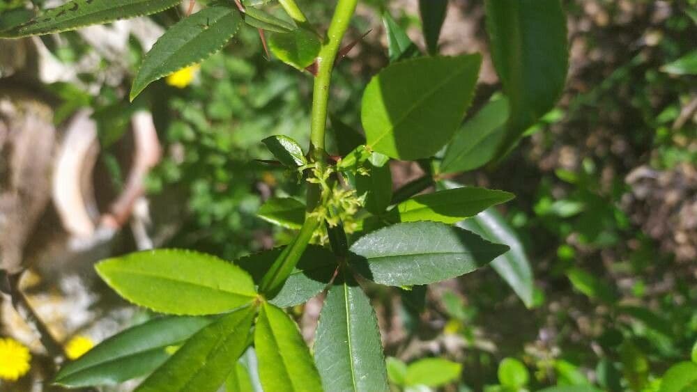 Zanthoxylum armatum