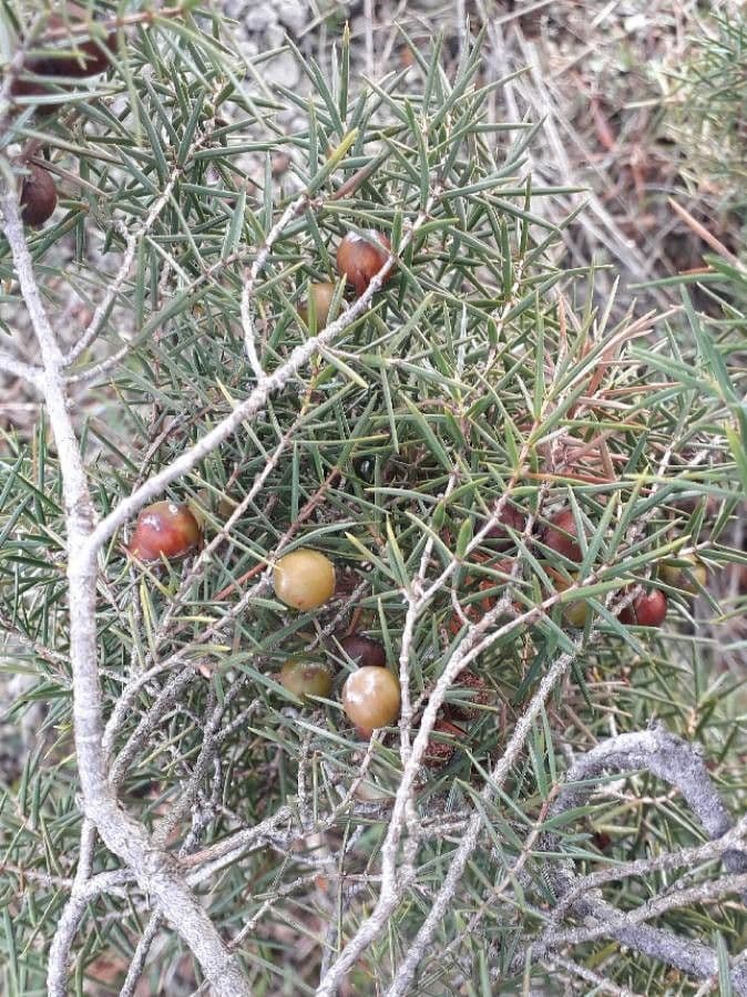 Juniperus oxycedrus