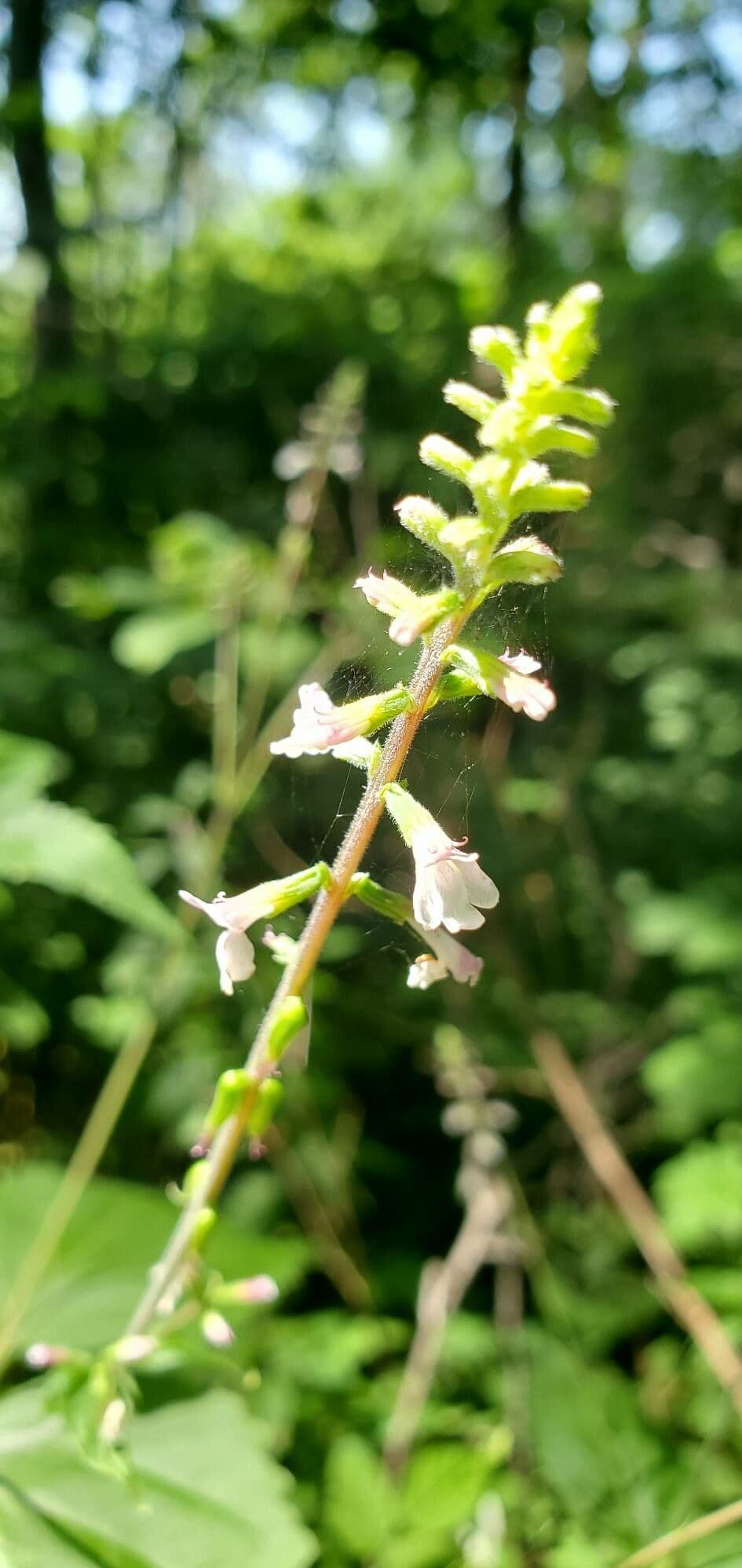 Phryma leptostachya