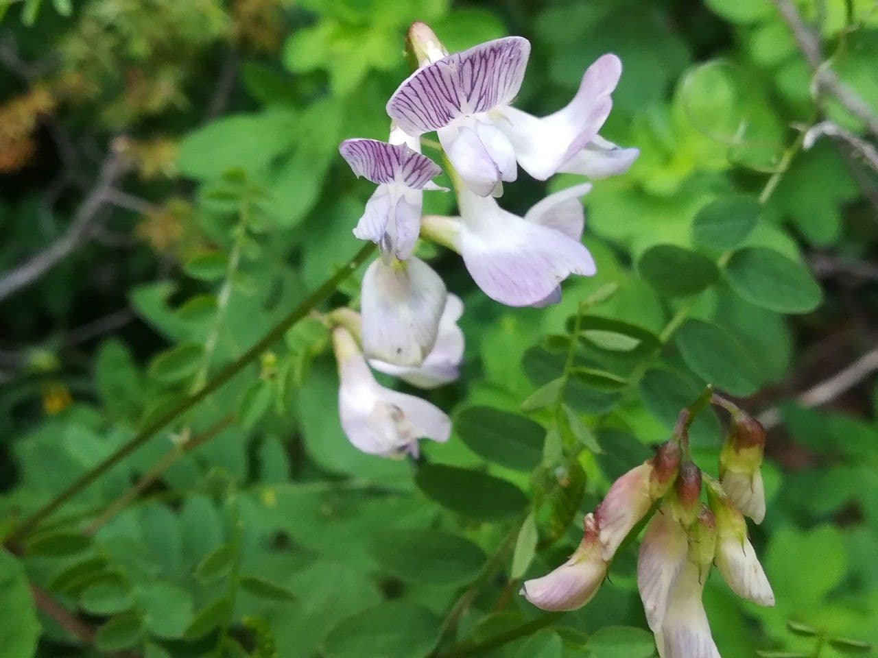 Vicia sylvatica