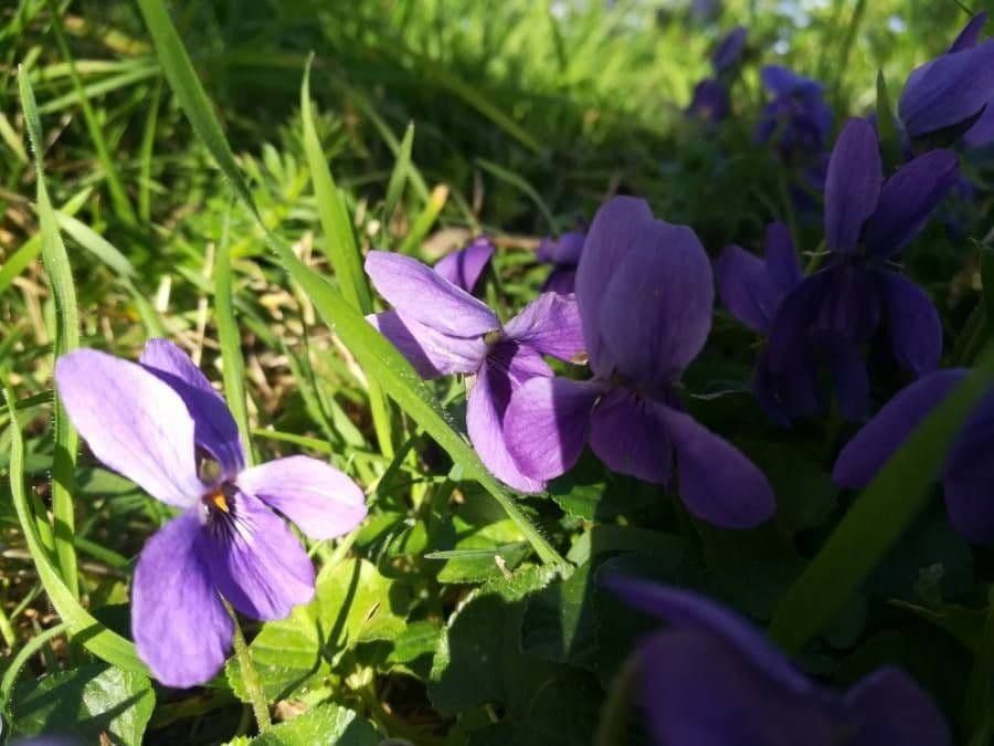 Viola pyrenaica