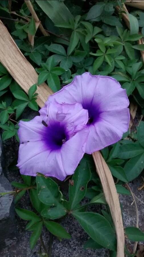 Ipomoea cairica