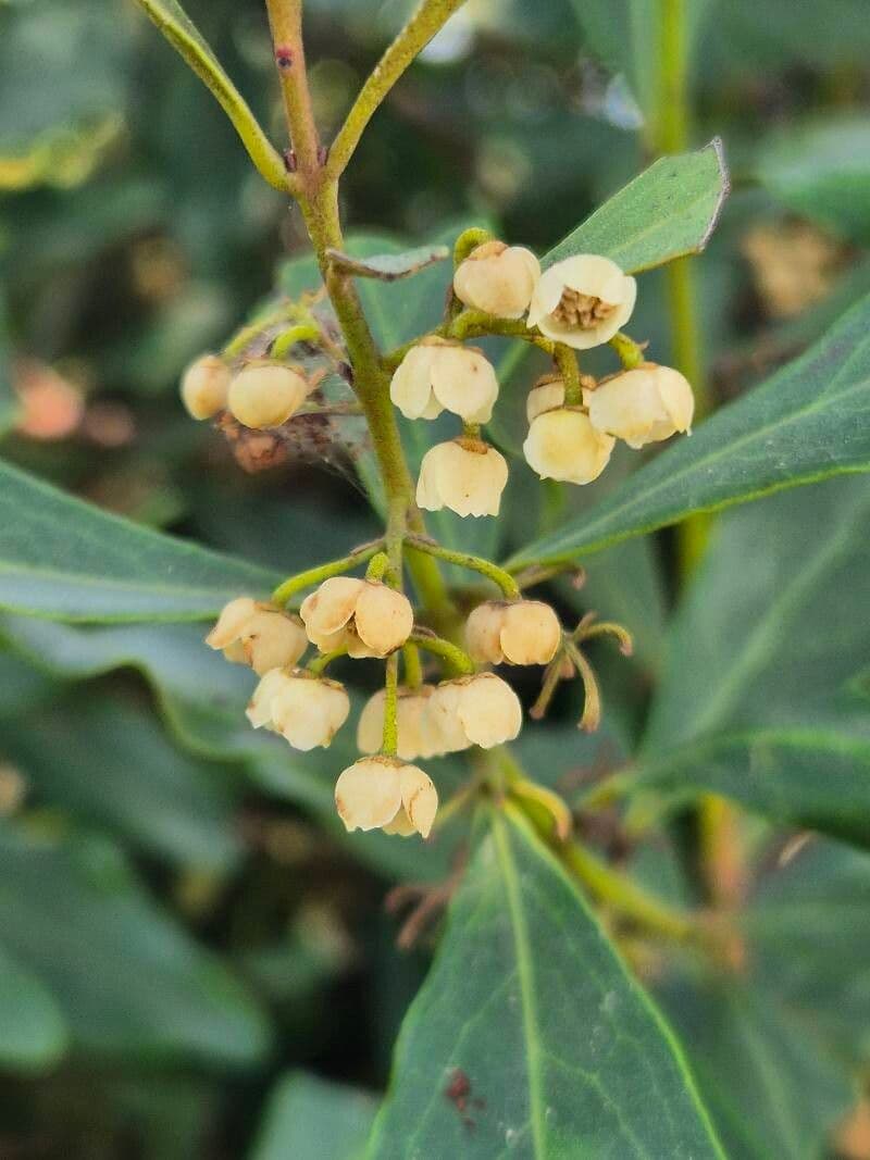 Euclea divinorum
