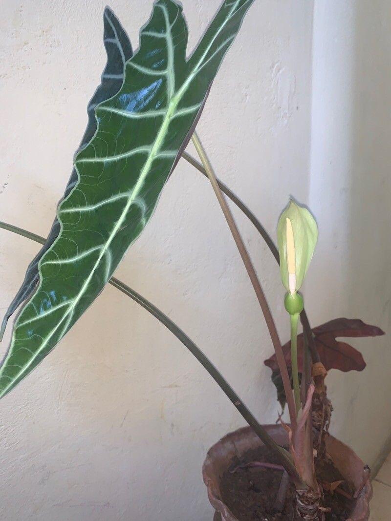 Alocasia longiloba