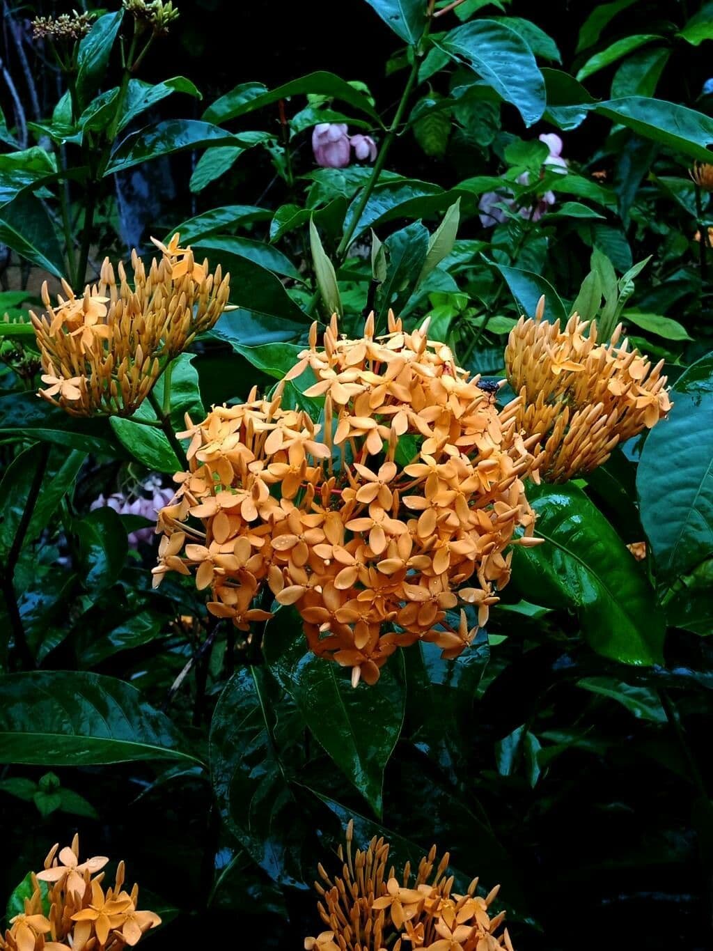 Ixora chinensis