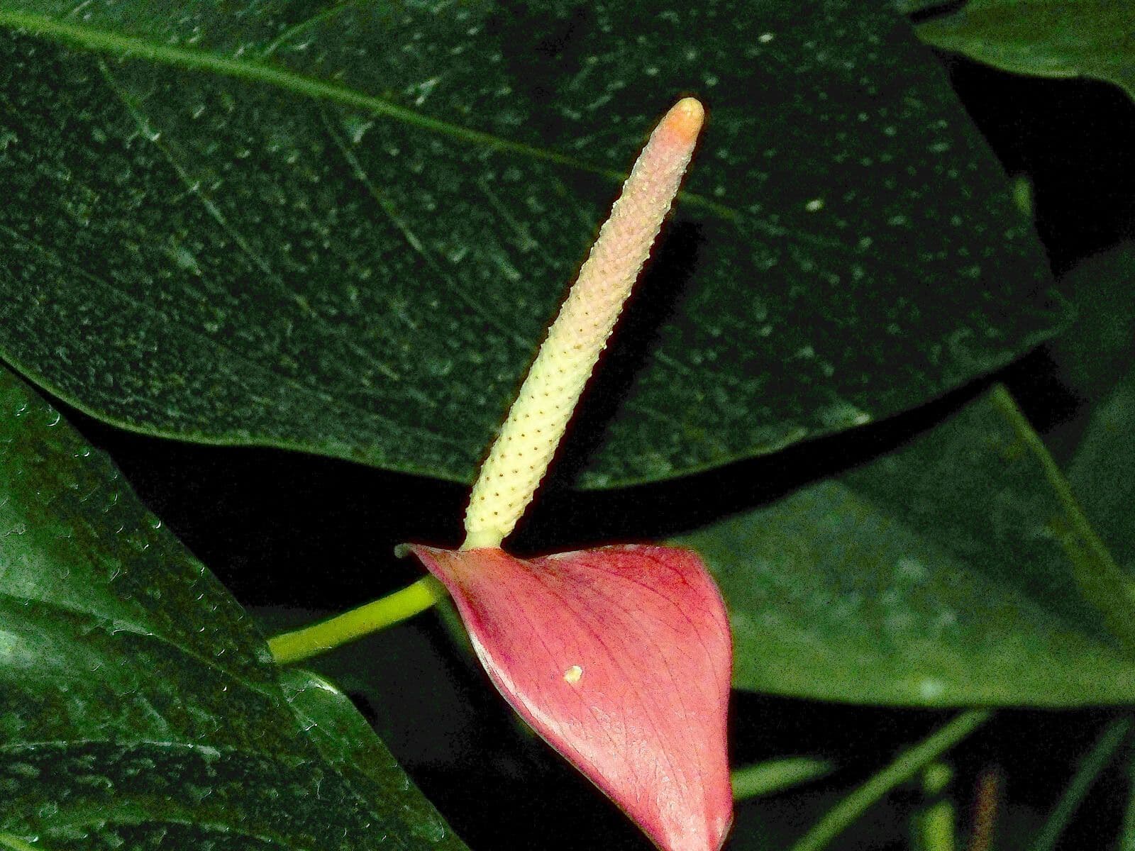 Anthurium scherzerianum